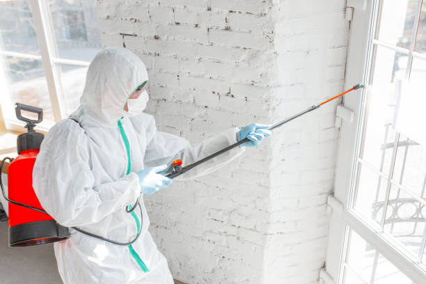 Why You Should Choose Our Mold Remediation Services in Hope, AR