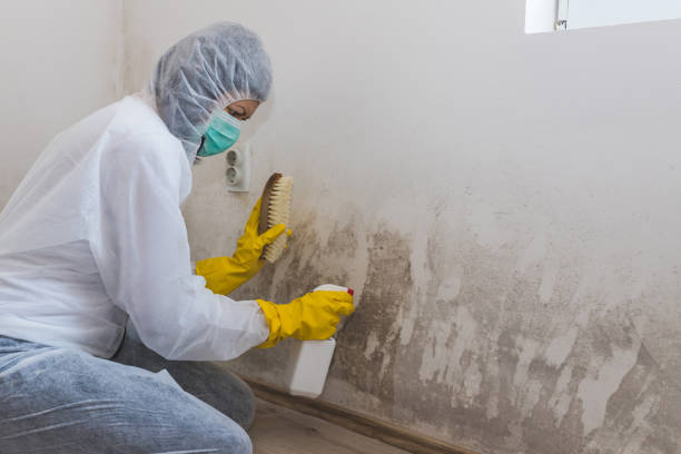 Biohazard Mold Removal in Hope, AR